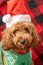 Cavapoo dog with Christmass clothes. Dog Christmas concept