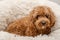 Cavapoo dog in his bed