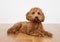 Cavapoo dog lying on a wooden floor. UK