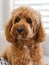 Cavapoo dog, mixed -breed of Cavalier King Charles Spaniel and Poodle.