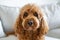 Cavapoo dog, mixed -breed of Cavalier King Charles Spaniel and Poodle.