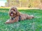 Cavapoo dog in the park