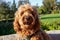 Cavapoo dog at the park, mixed -breed of Cavalier King Charles Spaniel and Poodle.