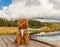 Cavapoo dog in the park, mixed, breed of Cavalier King Charles Spaniel and Poodle