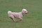 Cavapoo dog running