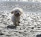 Cavapoo Dog Running Across Sand on the Beach