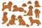 Cavapoo mix breed clipart. Different poses, coat colors set