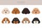 Cavapoo mix breed clipart. Different poses, coat colors set