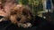 A cavapoo puppy in the arms of a woman.