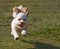 Cavapoo puppy running.