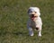 Cavapoo puppy running.