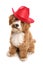 Cavapoo wearing red cowboy hat