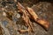 Cave bear fossils closeup