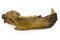 Cave Bear Jaw