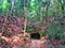 Cave at Bukit Timah Hill