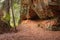 A cave in clay wall  in wet autumn forest. Nature composition. Autumn sunny day in Gauja National Park in Latvia