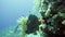 Cave diving underwater scuba divers exploring cave dive. Red Sea Egypt