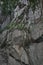 Cave garden on a rocky wall