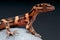 Cave gecko / Goniurosaurus orientalis