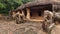 Cave No 10, Ganesha Gumpha, Elephant guarding the cave, Udaygiri caves, Bhubaneswar, Odisha