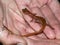 Cave Salamander (Eurycea lucifuga)