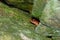 Cave Salamander Shawnee National Forest