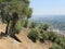 The cavea of the Hellenistic theatre of ancient Alinda overflowing with olive trees, Caria, Anatolia, Turkey