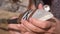 Caveman makes hunting tool of wooden stick, sharpened stone and leather laces, close up. Man prepares equipment for