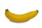 Cavendish Banana on white background. clipping path