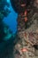 Cavern and aquatic life in the Red Sea.