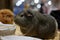 Cavia is a genus in the subfamily Caviinae that contains the rodents commonly known as guinea pigs or cavies. The best