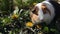 Cavia porcellus guinea pig sits in the grass and eats dandelion leaves