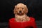 Cavoodle puppy red bowl