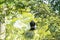 Cawing crow on a branch of a tree. In india according to the religion it is affiliated to the god Shani.