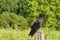 Cawing Crow on a Hot Summer Day