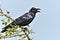 Cawing crow.The Indian jungle crow.