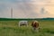 Caws eating grass in the field with power lines nearby in Romania