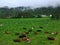 Caws grazing in the field of green grass.