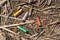 Cay, Afyonkarahisar/Turkey-June 30 2019: Empty cartridge shells on dry reedy ground just near Lake Eymir after duck hunt