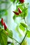Cayenne (capsicum) plant - red and green peppers.