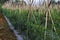 cayenne pepper field with bamboo stakes and mulch in Indonesian farmer\\\'s garden