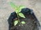 Cayenne pepper plant