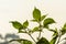 Cayenne pepper plants, green leaves with greenish-white fruit