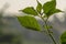 Cayenne pepper plants, green leaves with greenish-white fruit