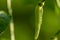 Cayenne pepper plants, green leaves with greenish-white fruit