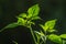 Cayenne pepper plants, green leaves with greenish-white fruit