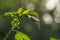 Cayenne pepper plants, green leaves with greenish-white fruit