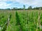 Cayenne pepper trees and tomatoes growing