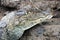 Cayman in Costa Rica. The head of a crocodile (alligator) closeup