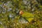 Cayman parrot perched in a tree